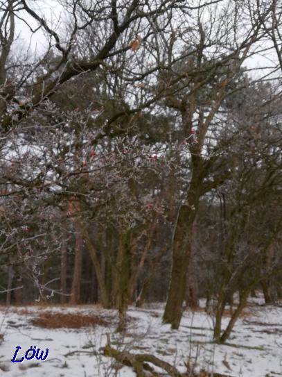 24.1.2020 - Gefrostete Hagebutten